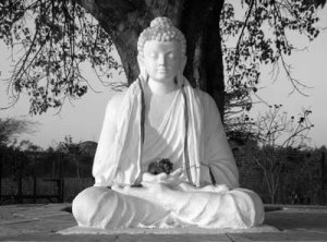 buddha-bodhi